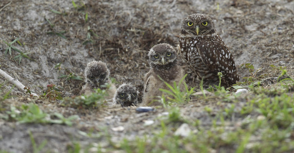 FILE - In this May 2, 2012 file photo, a mature burrowing owl and three young chicks sit at the entrance to their nest in Brian Piccalo Park in Pembroke Pines, Fla. Researchers have discovered a group of rare burrowing owls thriving in a nature preserve near Los Angeles International Airport, according to a newspaper report Sunday, Feb. 17, 2019. The 10 burrowing owls are the most seen at LAX Dunes Preserve in 40 years, the Los Angeles Times reported. (AP Photo/J Pat Carter, File)