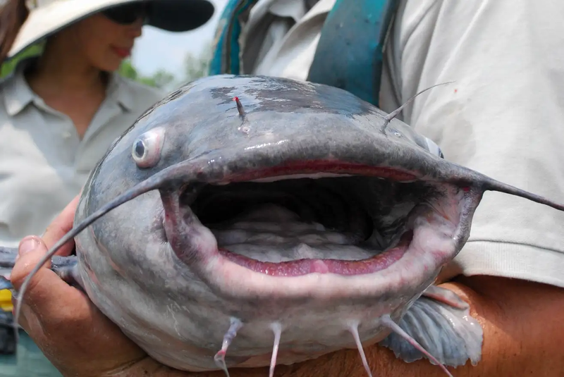 A person is holding a catfish in their arms. The catfish has its mouth open.