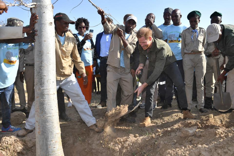 Prince Harry traveled solo to Botswana on Thursday, kicking off the busy day of events with local schoolchildren to plant trees at the Chobe Forest Reserve. 