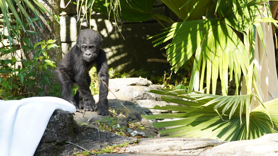 Grace, the baby Western Lowland Gorilla in Magic of Disney’s Animal Kingdom (Disney)