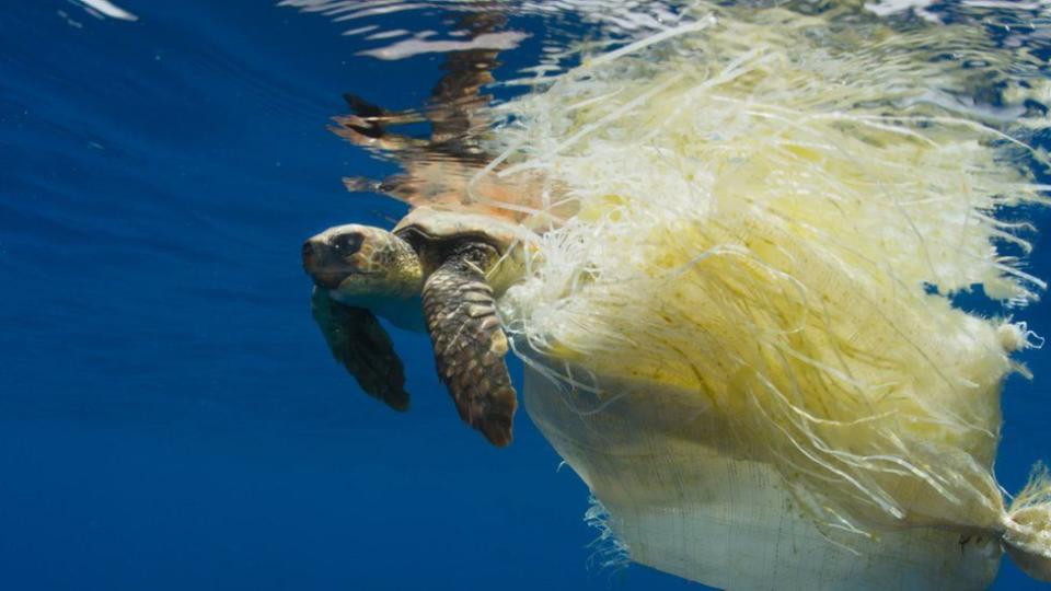 Images such as this turtle snared by plastic waste sparked a public outcry (BBC)