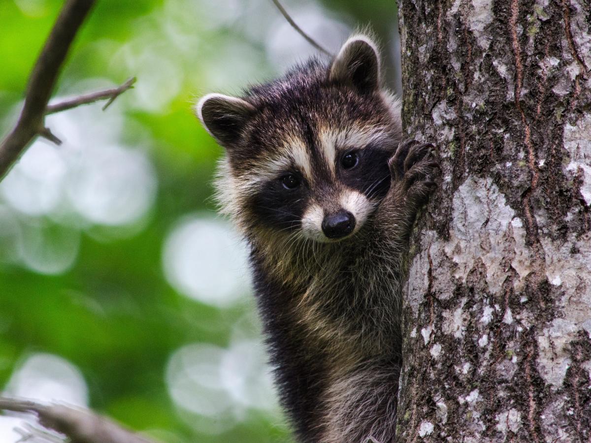 Keluarga North Dakota ‘hancur’ dan penggalangan dana untuk pengacara setelah mereka mengatakan polisi membunuh rakun peliharaan yang dicari dalam ketakutan rabies lokal