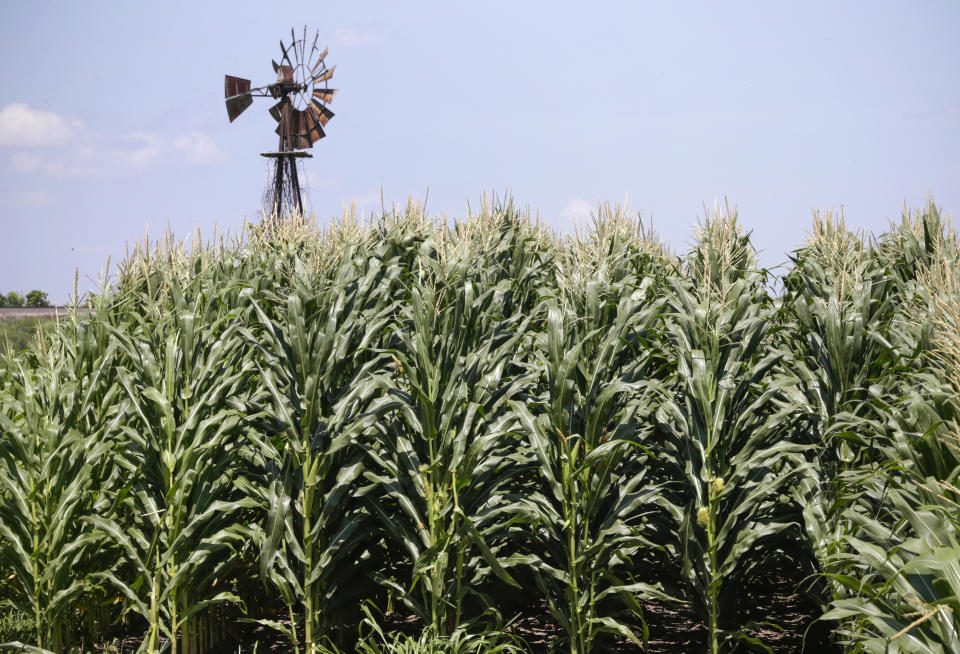 FILE - In this July 11, 2018, file photo, a field of corn grows in front of an old windmill in Pacific Junction, Iowa. Bunge is buying Viterra, Tuesday, June 13, 2023, in a deal valued at approximately $18 billion to great a global agricultural giant. As part of the transaction, Viterra shareholders will receive about 65.6 million shares of Bunge stock, valued at approximately $6.2 billion and about $2 billion in cash. (AP Photo/Nati Harnik, File )