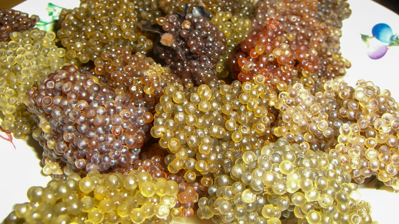 tonburi summer seeds land caviar