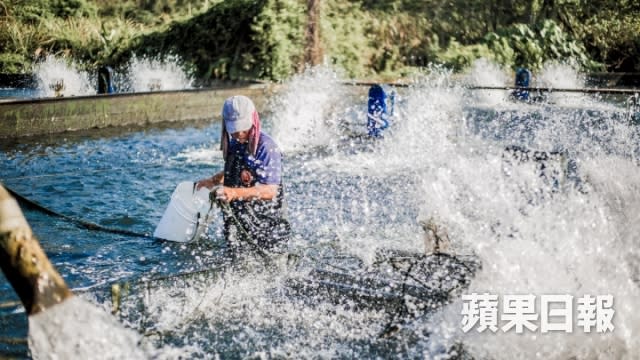 捕撈香魚要在清晨時分，透過鐵籠閘口的寬度，挑選香魚的大小，既省時，又能確保消費者選購香魚的品質穩定。