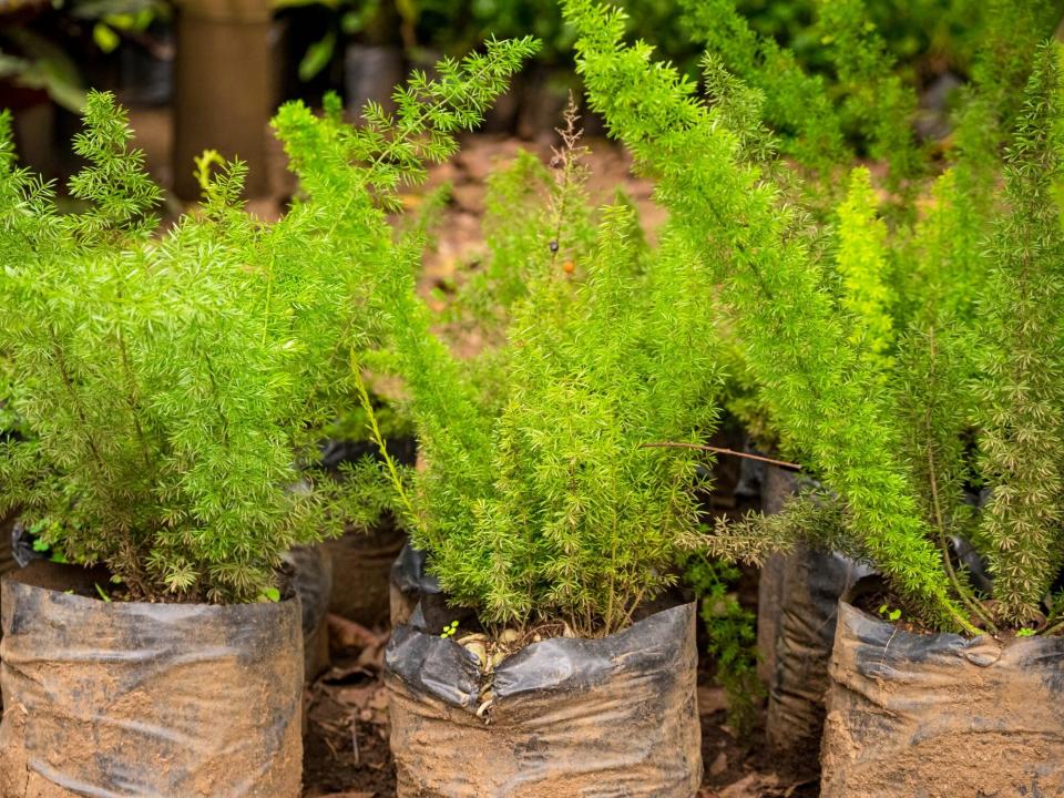 asparagus ferns wrapped in a garden center