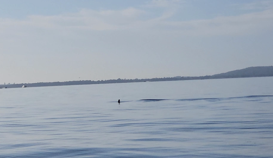 A shark's dorsal fin emerging from the water in Lake Macquarie.