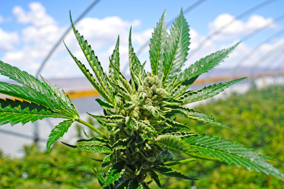 An up-close view of a flowering cannabis plant growing in an outdoor greenhouse.