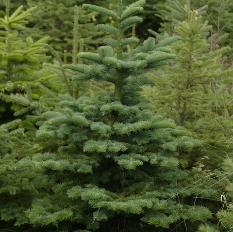 Noble fir Christmas tree - Credit: Daily Telegraph