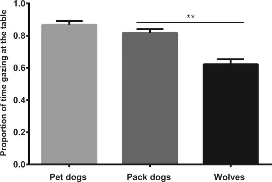 Estudio en Nature con la proporción media de tiempo (incluido el intervalo de confianza del 95%) que los perros y los lobos miraron a la mesa de prueba