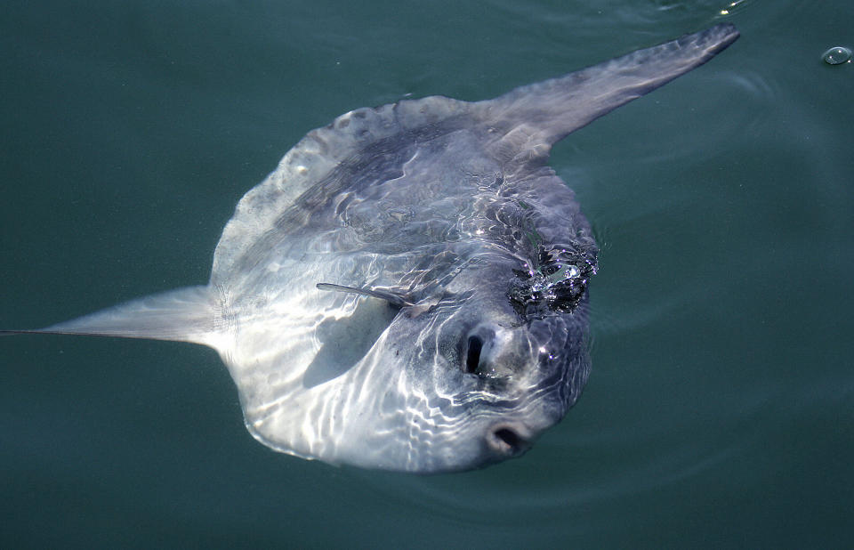 Ein Mondfisch in freier Natur – das Exemplar, das in Australien angespült wurde, überlebte seinen Landgang nicht. (Symbolbild: JOSE JORDAN/AFP/Getty Images)