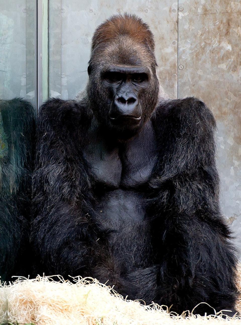 Gorilla