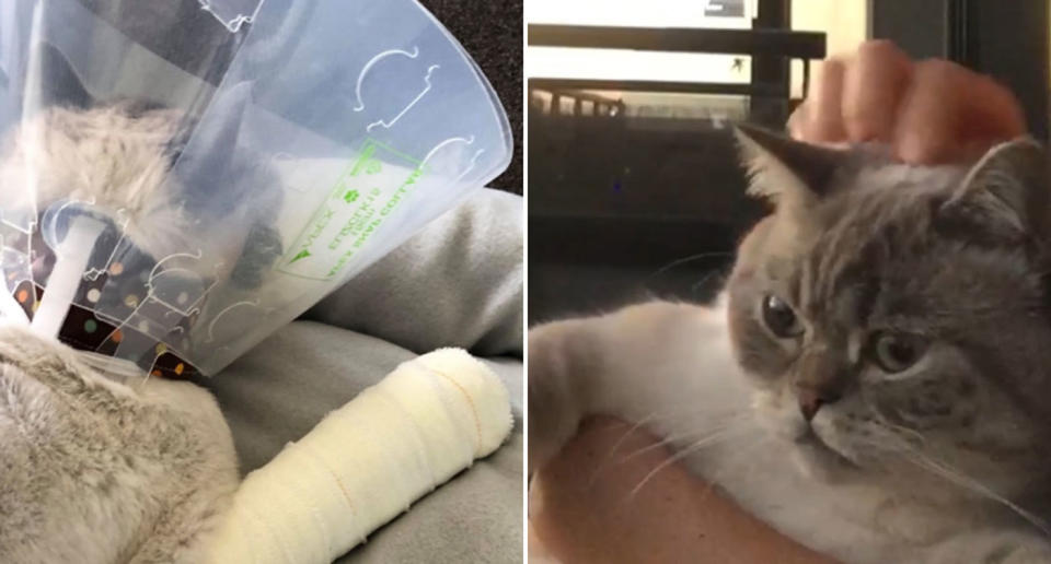 Charlie the cat has survived falling 18 storeys from his owner's 18th floor apartment in Southbank, Melbourne. Source: GoFundMe/ My cat Charlie fell from 18 floors