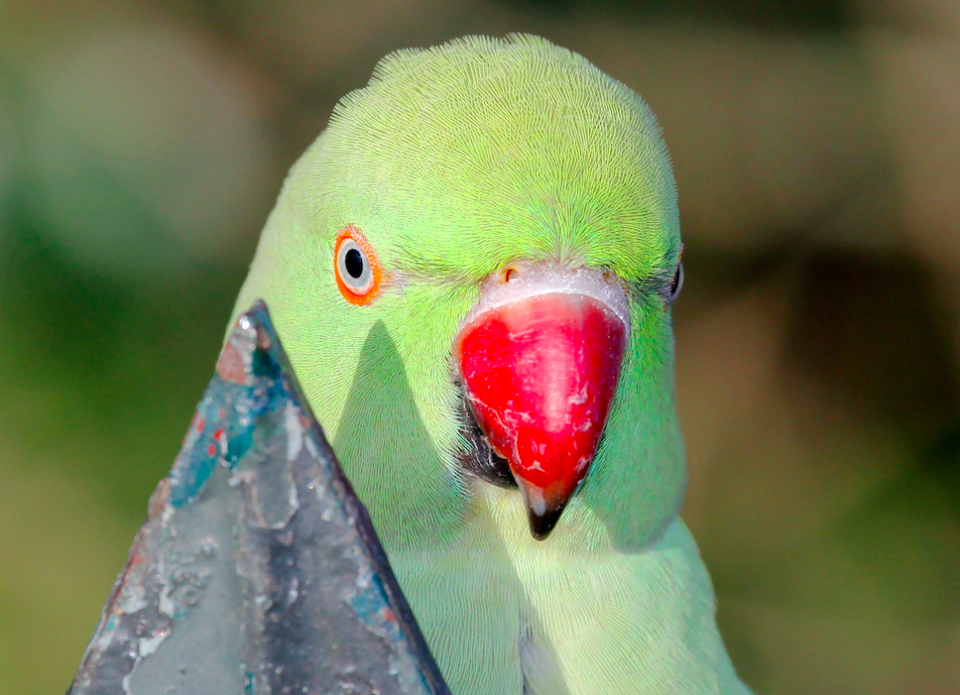 One theory suggests the winged-creatures kept at Syon Park escaped in the 1970s when a plane crashed through the aviary roof (PA)