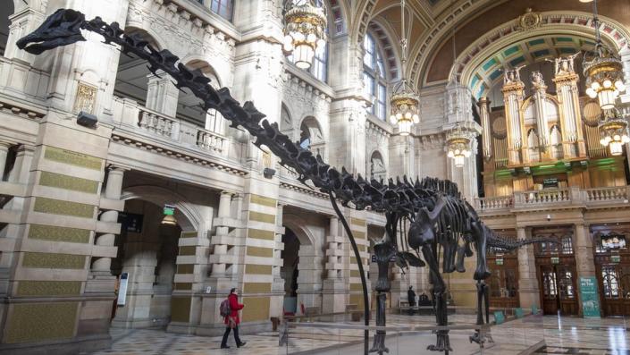 Dippy en el Museo de Historia Natural