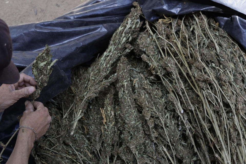 A man cleans marijuana grown in the mountains surrounding Badiraguato, Sinaloa state, Mexico, Tuesday, April 6, 2021. In Mexico, the marijuana legalization effort is generating uncertainty among families that have cultivated the crop for generations, with many fearing that prices they are paid will continue to drop and what capos will do when faced with a new legal business. (AP Photo/Eduardo Verdugo)