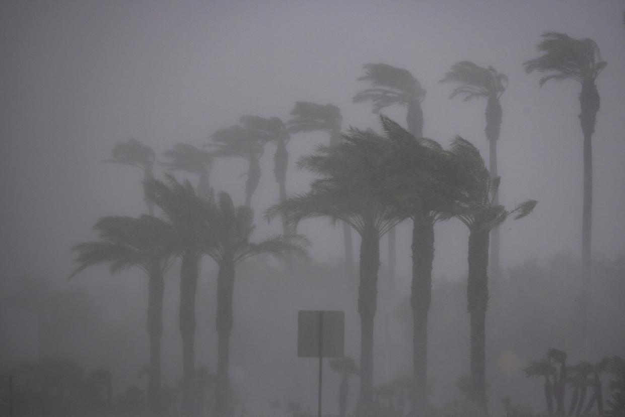 Palm trees are hit by strong wind and rain from Tropical Storm Hilary.