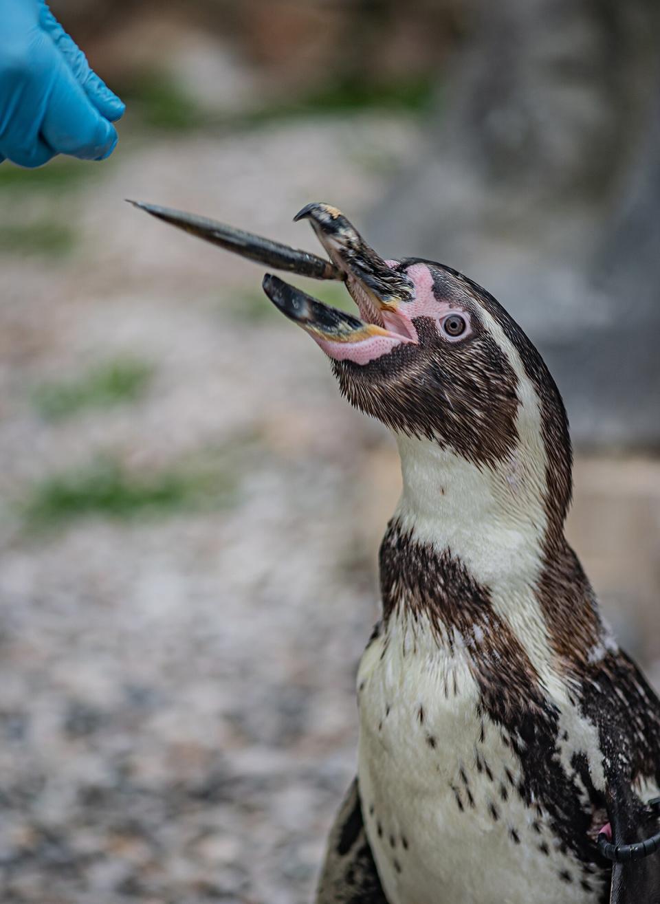 penguin chicks