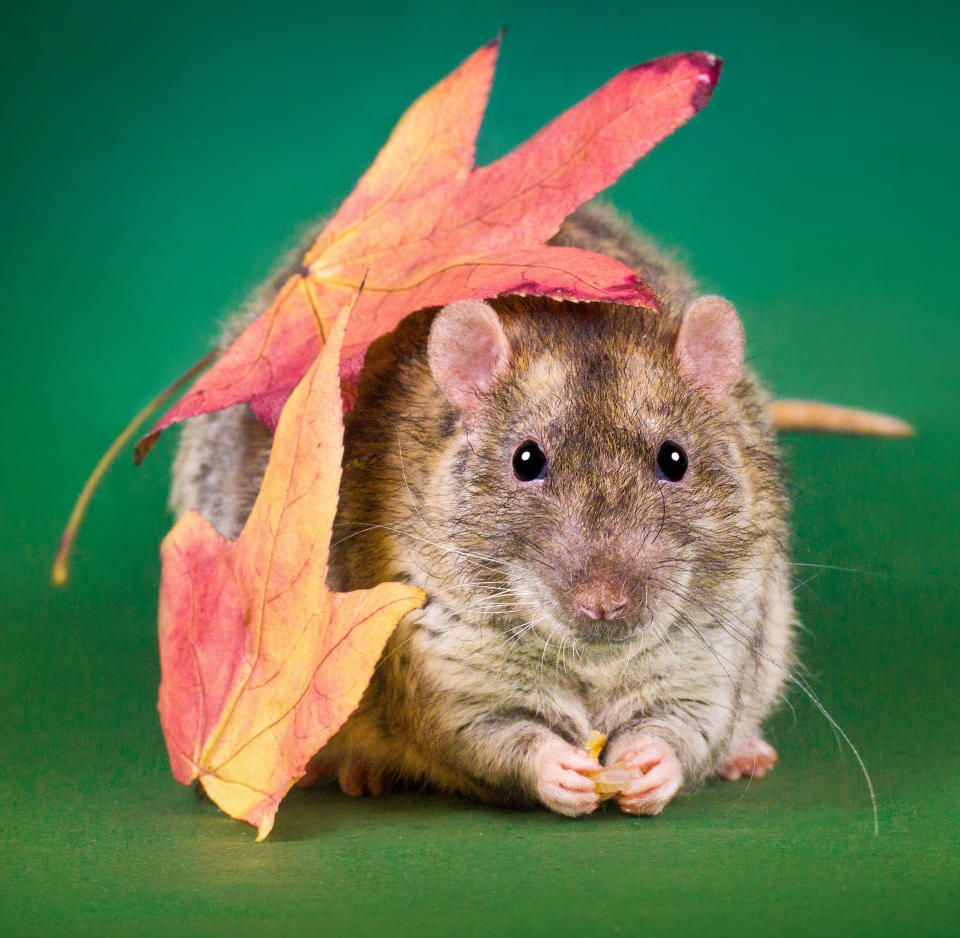 Adorable rat portraits look to remove stigma attached to rodents