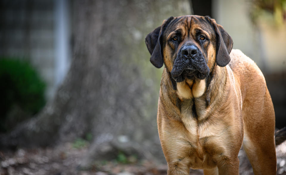 Un perro de raza Mastín Inglés similar al que tendría el presidente Javier Milei. (Foto: Getty)