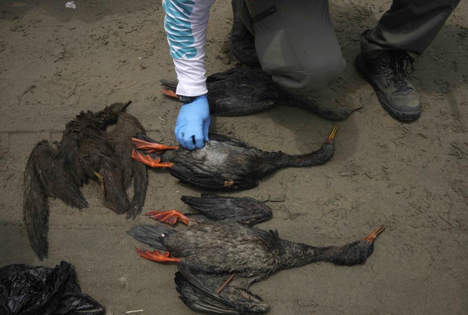 A worker checks the carcass of an oil-soaked bird during a clean-up campaign on Cavero Beach in the Ventanilla district of Callao, Peru, Saturday, Jan. 22, 2022. The oil spill on the Peruvian coast was caused by the waves from an eruption of an undersea volcano in the South Pacific nation of Tonga. (AP Photo/Martin Mejia)