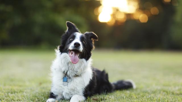 Super Smart Dogs Learn the Names of Toys Quickly (and Remember Them Later)