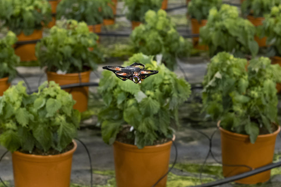 A moth-killing drone hovers over crops in a green house in Monster, Netherlands, Thursday, Feb. 25, 2021. A Dutch startup is using drones to kill moths in midair as a way of protecting valuable crops in greenhouses that are damaged by caterpillars. PATS Indoor Drone Solutions emerged from the work of a group of students looking for ways to kill mosquitos in their dorm rooms. The drones themselves are very basic, but they are steered by smart technology and special cameras that scan the airspace in greenhouses. When the cameras detect a moth, a drone is set on a collision course with the bug, destroying the bug with its rotors. (AP Photo/Mike Corder)