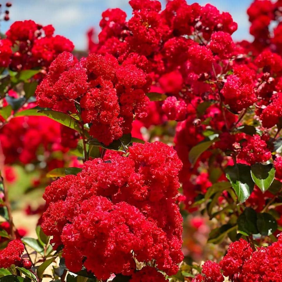 <p><a href="https://go.redirectingat.com?id=74968X1596630&url=https%3A%2F%2Fwww.homedepot.com%2Fp%2FFIRST-EDITIONS-Ruffled-Red-Magic-Crape-Myrtle-Green-Leaf-Red-Flowering-Ornmental-Tree-CRMRUF07G%2F317444019&sref=https%3A%2F%2F" rel="nofollow noopener" target="_blank" data-ylk="slk:Shop Now;elm:context_link;itc:0;sec:content-canvas" class="link ">Shop Now</a></p><p>Ruffled Red Magic Crape Myrtle </p><p>homedepot.com</p><p>$83.62</p>