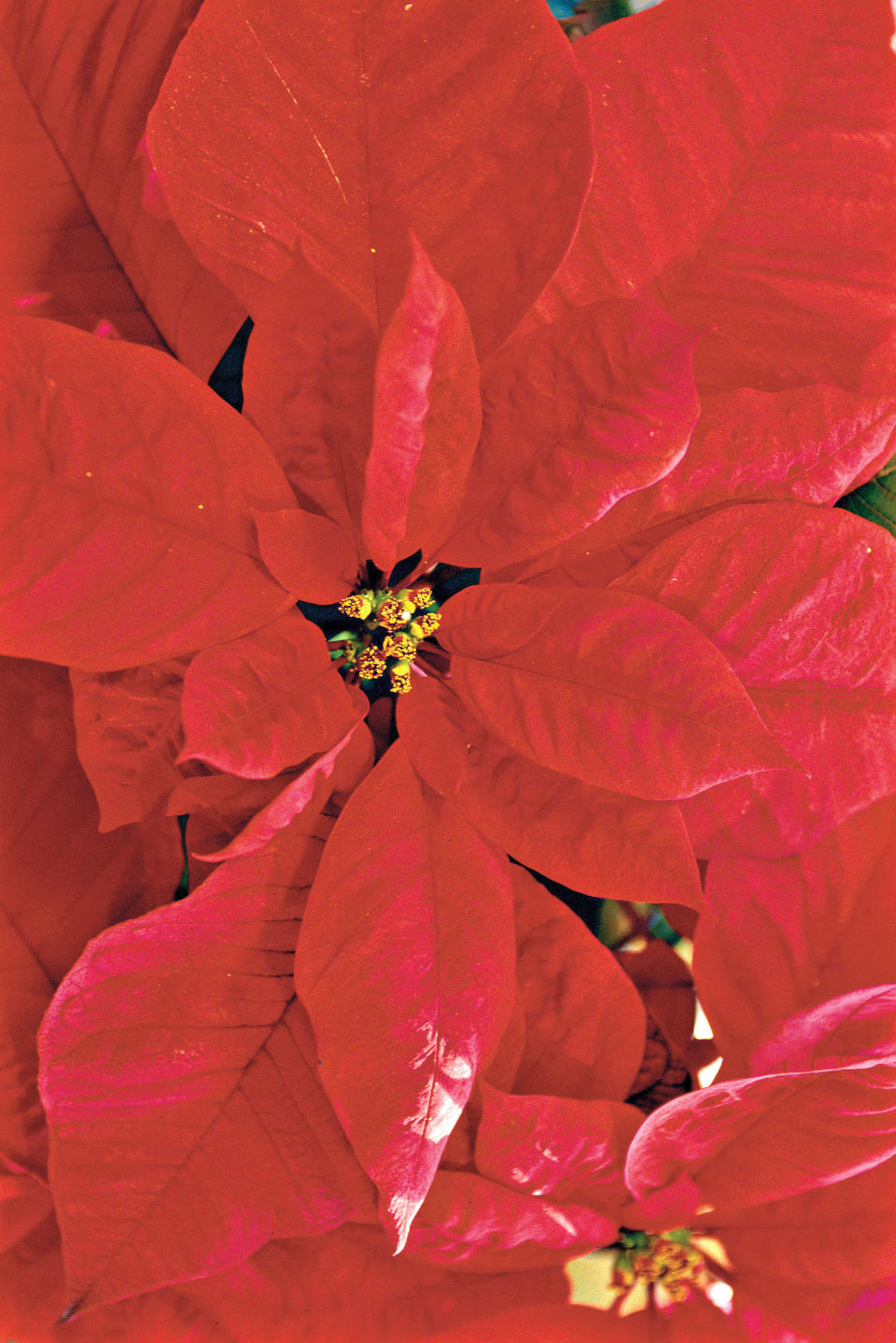 The Secret to Using Cut Poinsettias