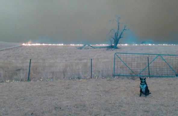 Patsy directed a flock of sheep to safety as the fires hit Corryong on New Year's Eve. Source: Instagram/@Patsythecorryongwonderdog