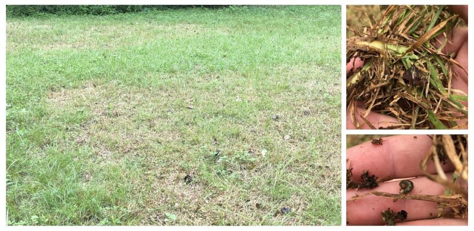 The tropical sod webworm is a common late-summer lawn pest. Look for proof of the insect – chewed leaves, frass (poop), and the larvae themselves – before applying pesticides.