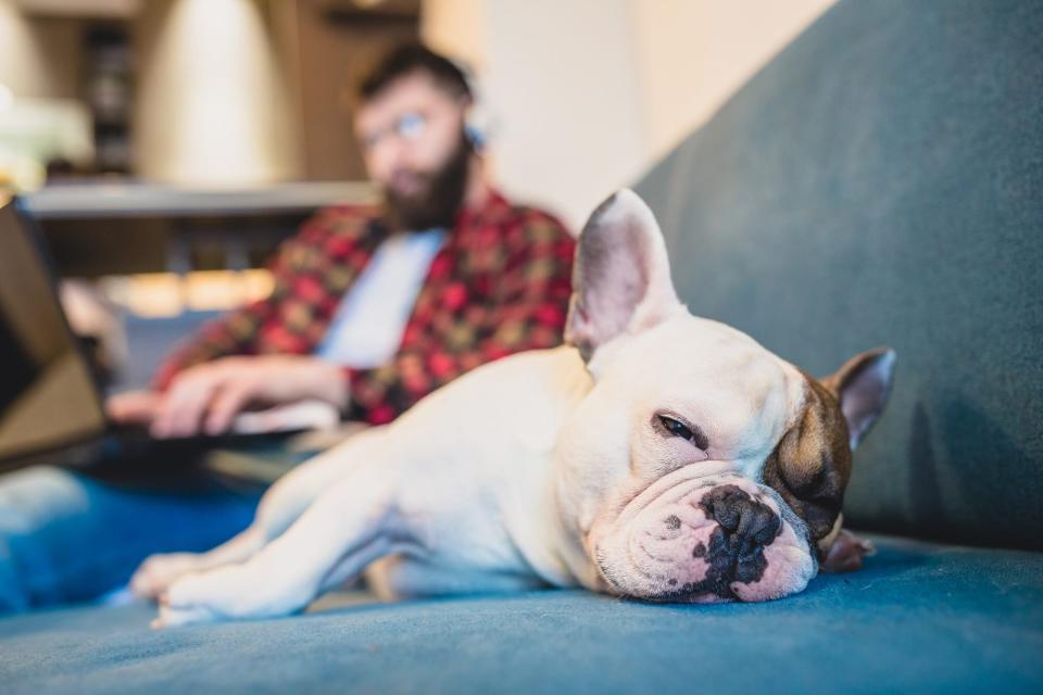 french bulldog with a torn acl lying on the couch next to his owner