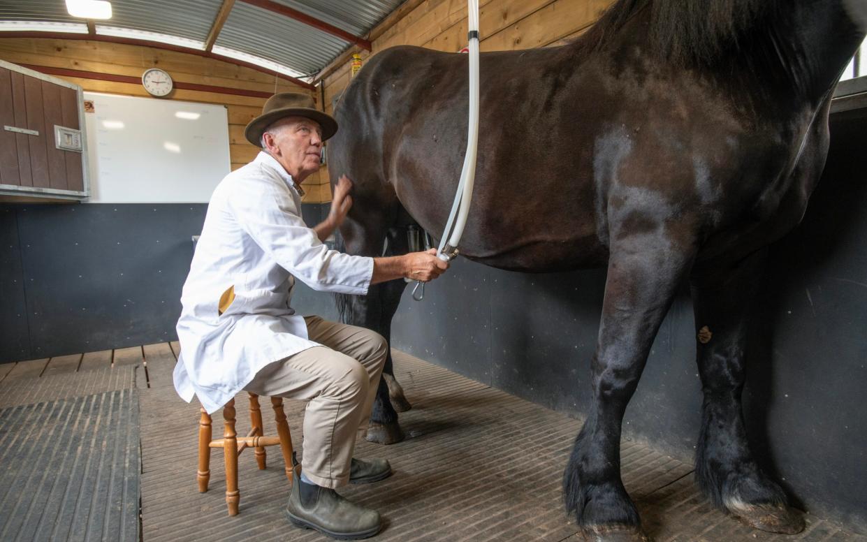 Farmer Frank Shellard milking a mare