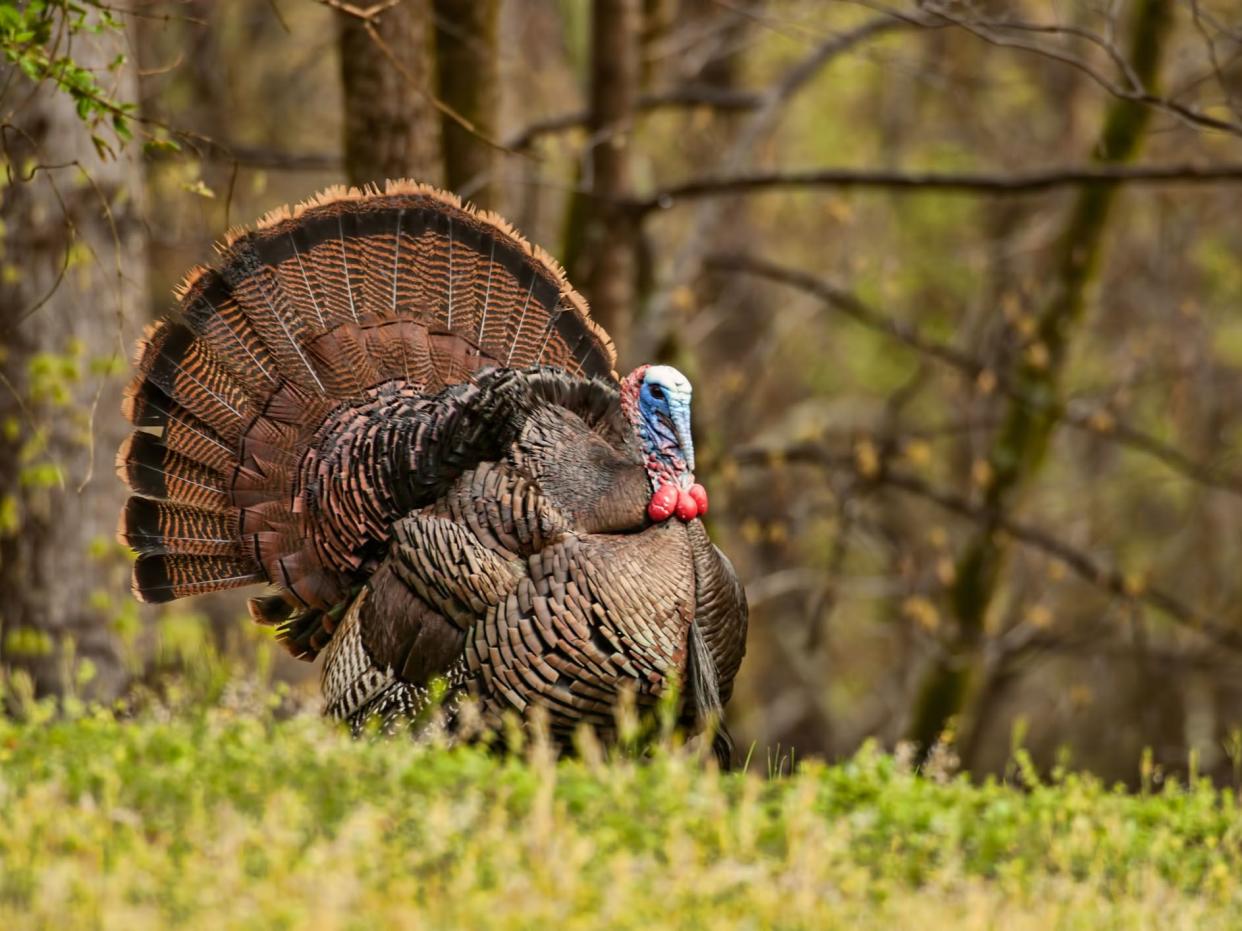 With all of his feathers displayed the turkey looks huge. His head is a bright blue and red working hard to attract a mate or chase off a fellow Tom. Copy space to right of turkey in woods.