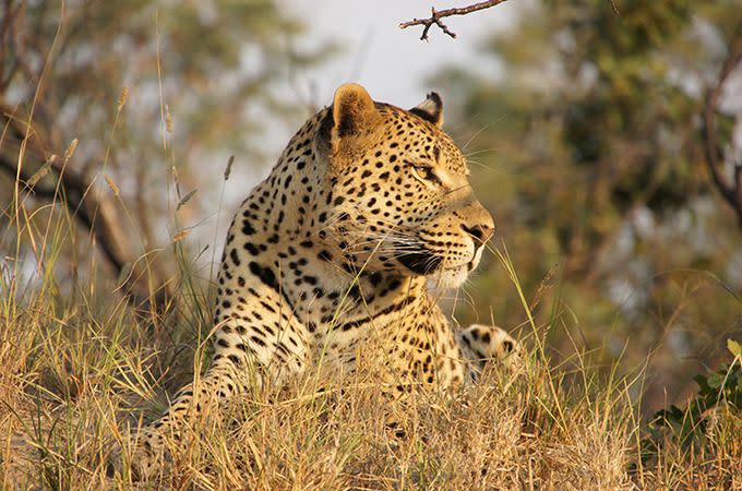 Cheetah in the grass. Photo: Destinations Africa