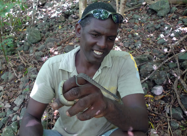 St. Lucia Forestry Department's Stephen Lesmond with one of the island's remaining racers.