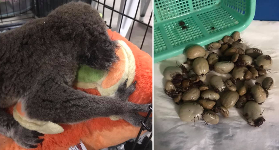 Split screen. The back of a koala lying on an orange blanket. A pile of ticks that have been removed from the koala. 