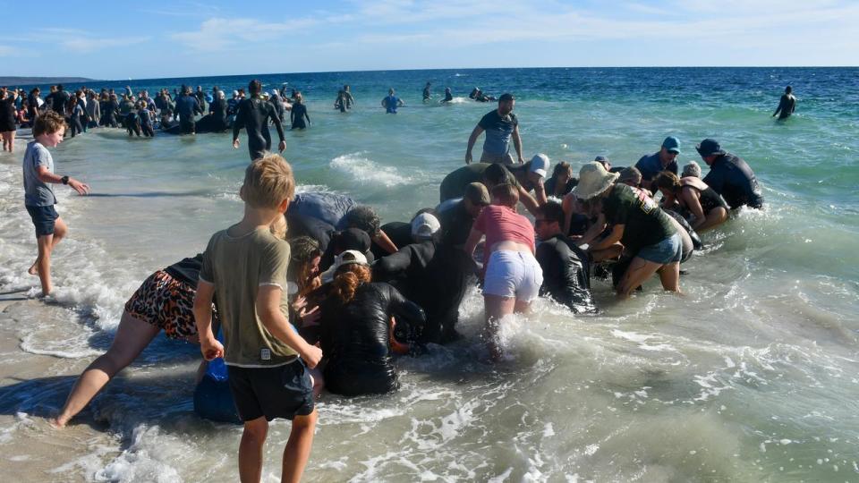 Rescuers comforted beached whales in a huge effort that eventually saved more than 200 pilot whales from being stranded on a WA beach. Photo: Mick Marlin