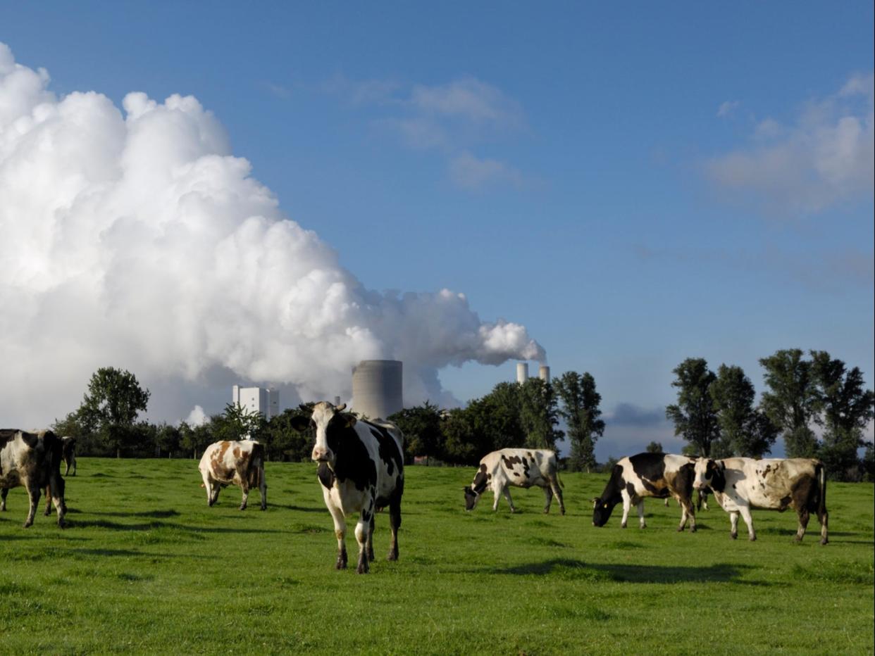 ‘Cows are the new coal’, according to chair of FAIRR investment group Jeremy Coller (Getty )