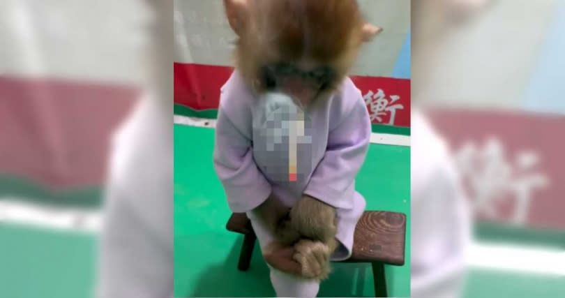 大陸河北衡水野生動物園上傳讓猴子吸菸的影片。（圖／翻攝自微博）