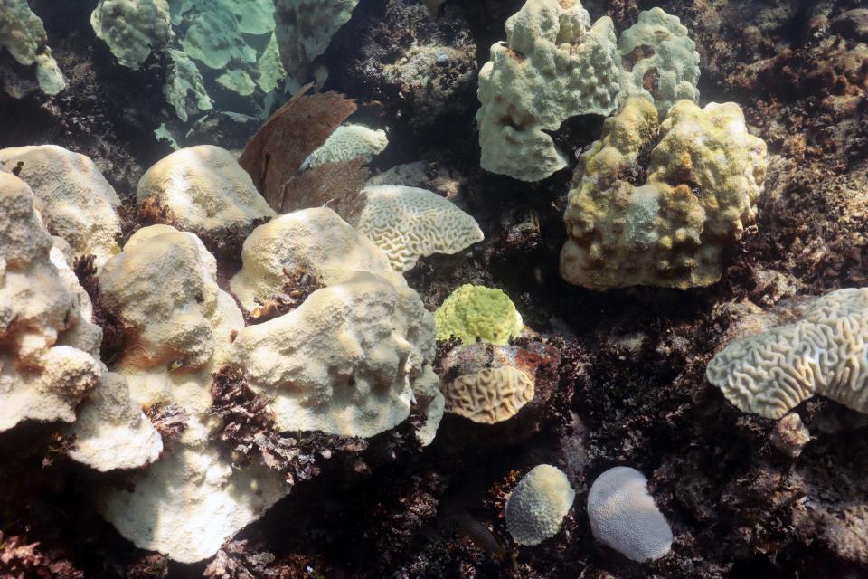 Bleached coral at Cheeca Rocks on July 31. Cheeca Rocks is one of seven iconic reefs targeted for restoration as part of NOAA’s Mission Iconic Reefs. Increased water temperature earlier in July prompted a significant bleaching event along the Florida Reef Tract.