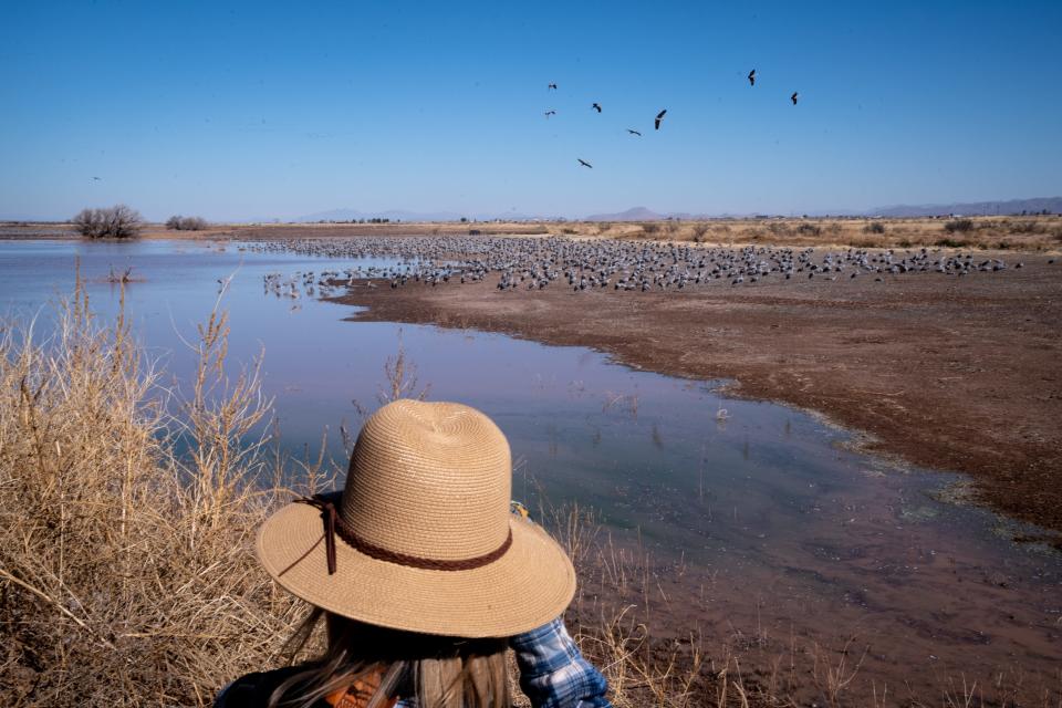 Sandhill Cranes, January 29, 2022, at the Whitewater Draw Wildlife Area, McNeal, Arizona.