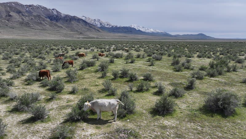 Cattle graze on public lands, some of which is managed by the Bureau of Land Management, in Tooele County on Friday, April 19, 2024.