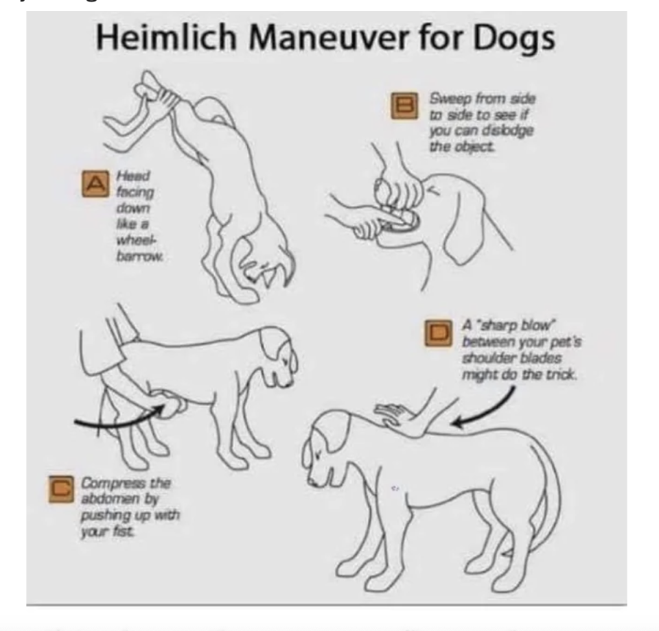 "Heimlich Maneuver for Dogs"
