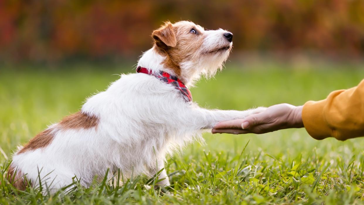  Cute pet dog looking to her owner trainer and giving paw. 