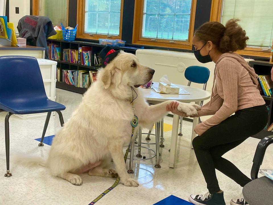 Therapy dog Tyler in a classroom in Sandyston-Walpack elementary school in Sussex County, New Jersey