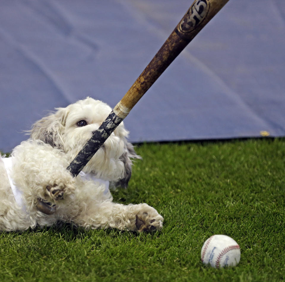 Hank, the unofficial mascot of the Milwaukee Brewers, plays with a player's bat on the field before the opening day baseball game between the Milwaukee Brewers and Atlanta Braves at Miller Park, Monday, March 31, 2014, in Milwaukee. (AP Photo/Jeffrey Phelps)