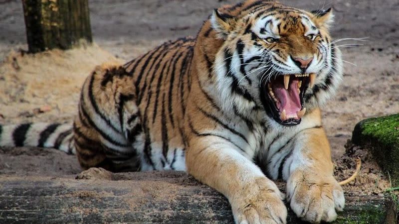 克里米亞的泰根野生動物園，竟出現老虎咬傷嬰兒的事件。（示意圖／翻攝自Pixabay）