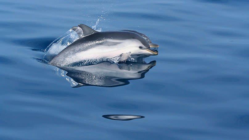 Dolphins in the Pelagos Sanctuary.