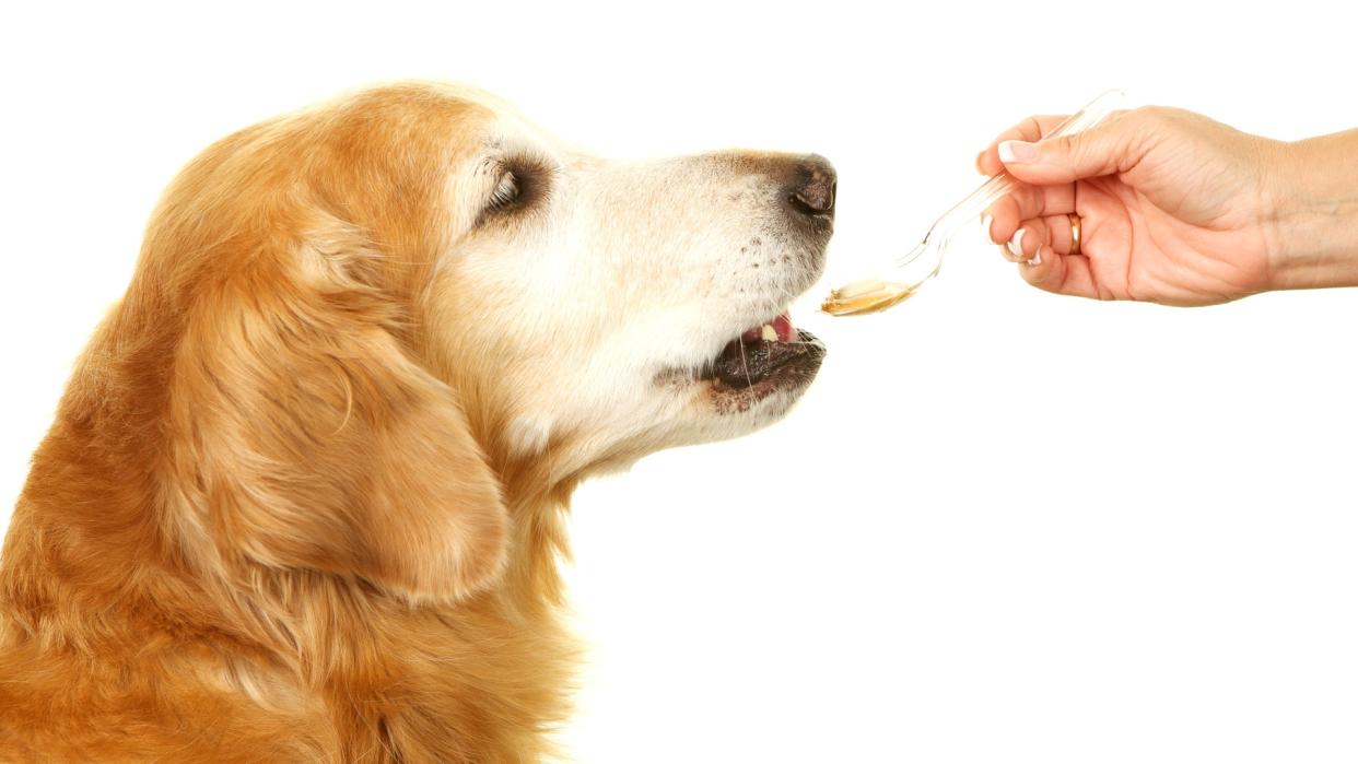  Dog being given a supplement on a teaspoon with peanut butter 